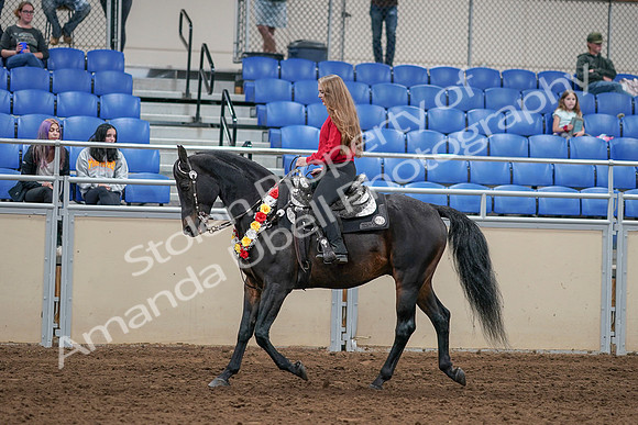 2020 - AB Morgan Horse - Sat, Sept 05 - 10428
