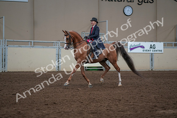 2019 Morgan Horse Show - Sept 01, 2019 - 12115