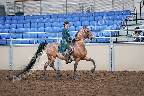 2020 - AB Morgan Horse - Sat, Sept 05 - 13883