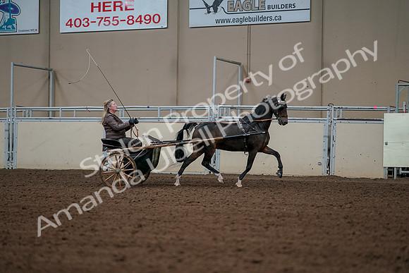 2019 Morgan Horse Show - Aug 30, 2019 - 13374
