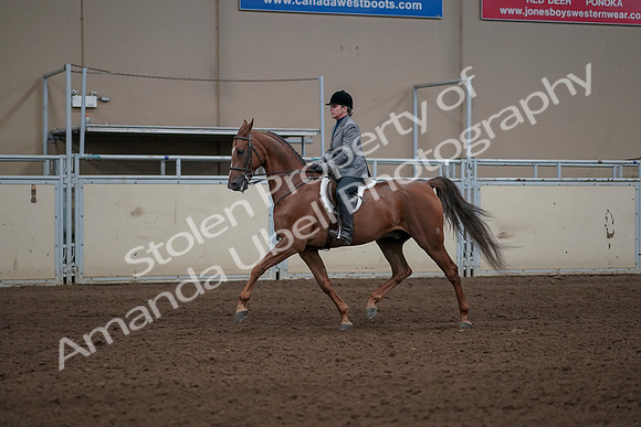 2019 Morgan Horse Show - Sept 01, 2019 - 12273