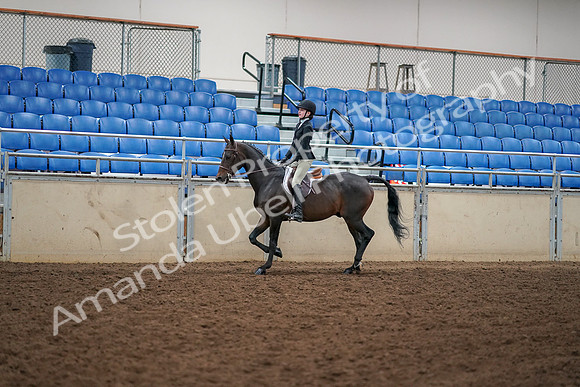 2019 Morgan Horse Show - Aug 30, 2019 - 12135