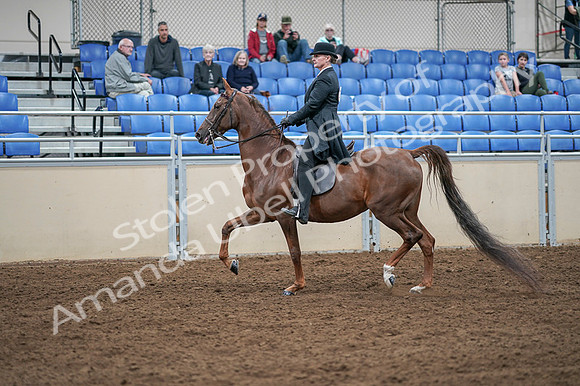 2020 - AB Morgan Horse - Fri, Sept 04 - 07934
