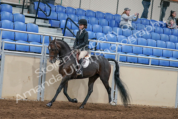 2020 - AB Morgan Horse - Sat, Sept 05 - 14409