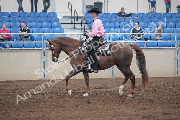2019 Morgan Horse Show - Sept 01, 2019 - 06833