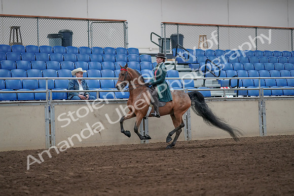 2019 Morgan Horse Show - Sept 01, 2019 - 13260