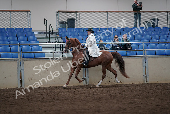 2019 Morgan Horse Show - Aug 31, 2019 - 08568