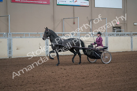 2019 Morgan Horse Show - Sept 01, 2019 - 10374_1