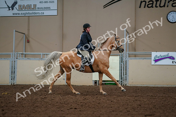2019 Morgan Horse Show - Aug 30, 2019 - 22569