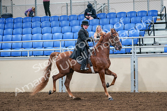 2020 - AB Morgan Horse - Sat, Sept 05 - 08263