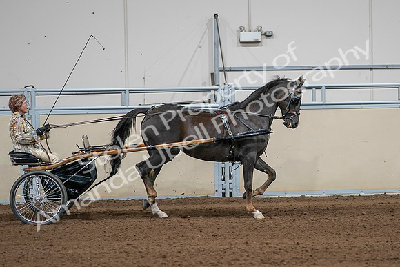 2020 - AB Morgan Horse - Sat, Sept 05 - 05903