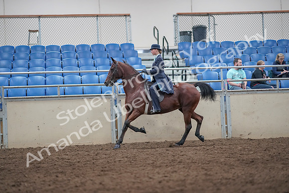 2019 Morgan Horse Show - Aug 31, 2019 - 08717