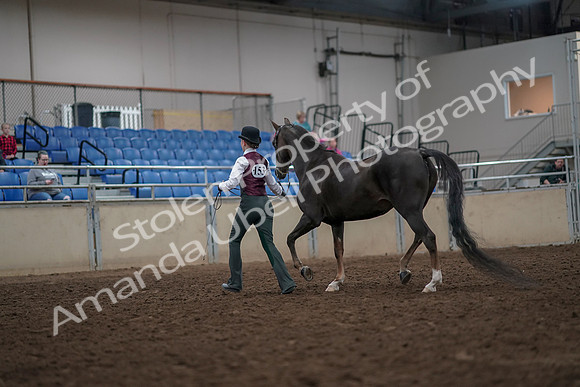 2019 Morgan Horse Show - Aug 31, 2019 - 02019