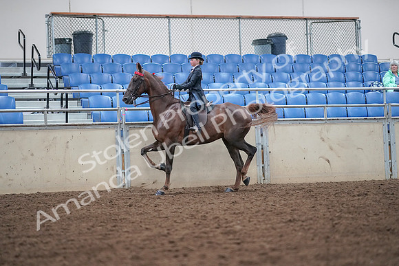 2019 Morgan Horse Show - Aug 30, 2019 - 17914