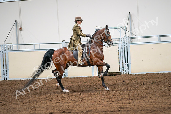 2020 - AB Morgan Horse - Sat, Sept 05 - 08194