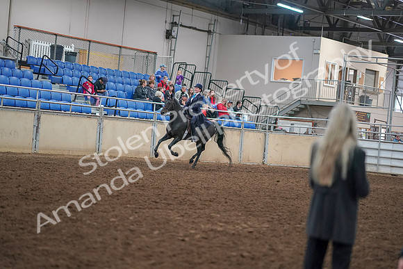 2019 Morgan Horse Show - Aug 30, 2019 - 12313