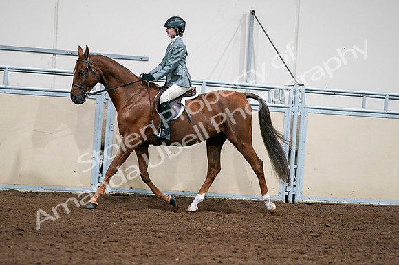2020 - AB Morgan Horse - Fri, Sept 04 - 03038