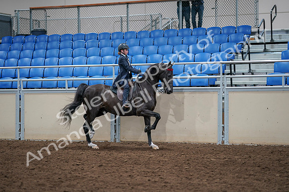 2020 - AB Morgan Horse - Fri, Sept 04 - 03138
