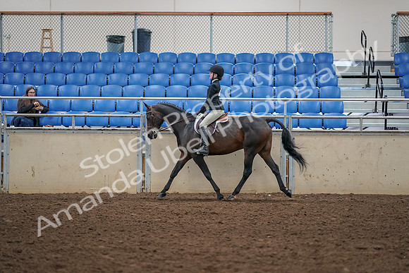 2019 Morgan Horse Show - Aug 30, 2019 - 12149