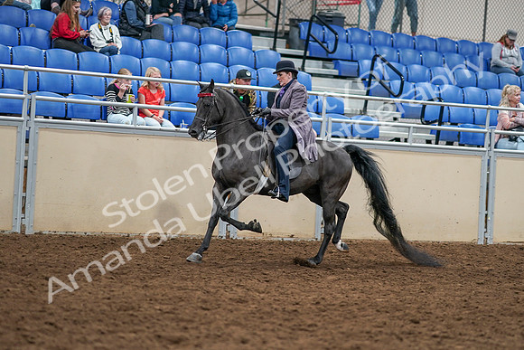 2020 - AB Morgan Horse - Sat, Sept 05 - 13746