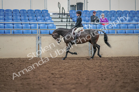 2019 Morgan Horse Show - Aug 30, 2019 - 20314