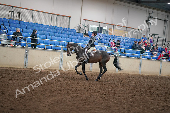 2019 Morgan Horse Show - Aug 30, 2019 - 12288
