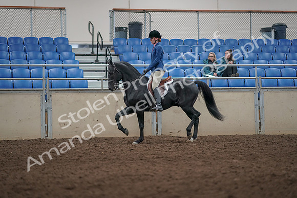 2019 Morgan Horse Show - Aug 31, 2019 - 07279