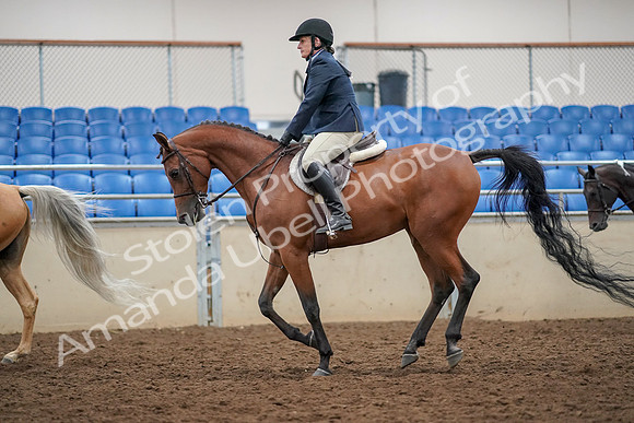 2019 Morgan Horse Show - Aug 30, 2019 - 22414