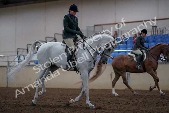 2019 Morgan Horse Show - Aug 31, 2019 - 16119