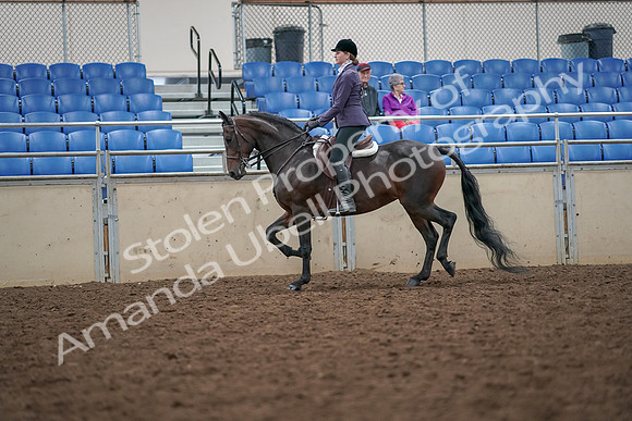 2019 Morgan Horse Show - Aug 30, 2019 - 20146