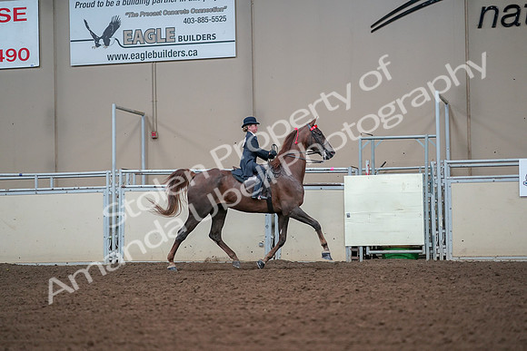 2019 Morgan Horse Show - Aug 30, 2019 - 17970