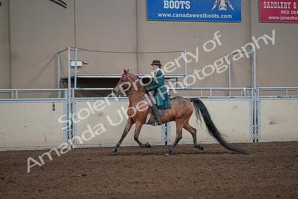 2019 Morgan Horse Show - Sept 01, 2019 - 13185