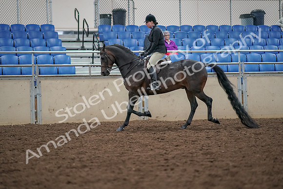 2019 Morgan Horse Show - Aug 30, 2019 - 19877