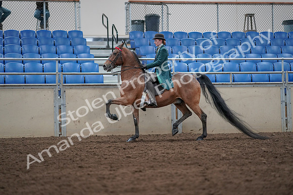 2019 Morgan Horse Show - Sept 01, 2019 - 13221