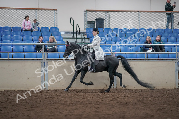 2019 Morgan Horse Show - Aug 31, 2019 - 09433