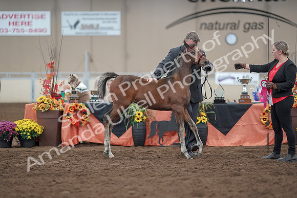 2019 Morgan Horse Show - Aug 31, 2019 - 00490