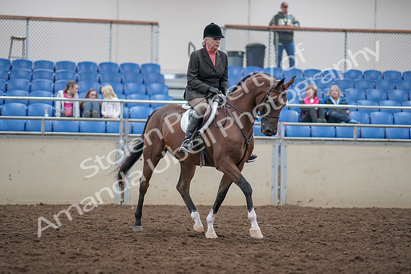2019 Morgan Horse Show - Aug 31, 2019 - 16201