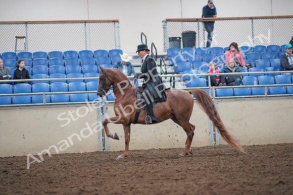 2019 Morgan Horse Show - Aug 31, 2019 - 12186