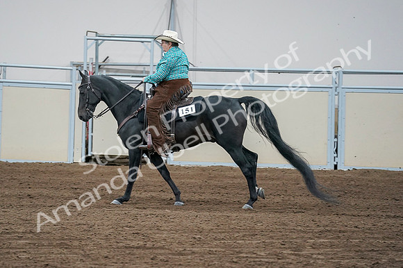 2020 - AB Morgan Horse - Fri, Sept 04 - 00481