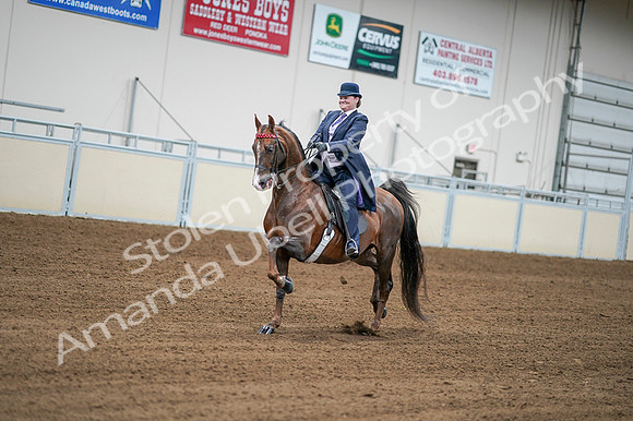 2020 - AB Morgan Horse - Fri, Sept 04 - 08199