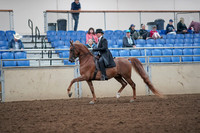 2019 Morgan Horse Show - Aug 31, 2019 - 12175