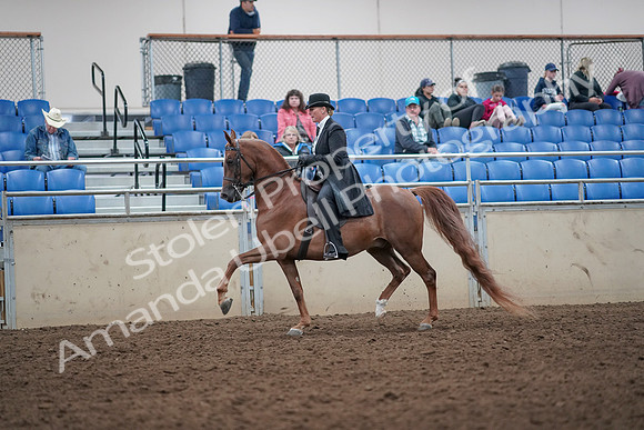 2019 Morgan Horse Show - Aug 31, 2019 - 12175