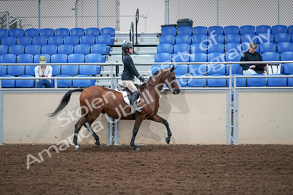 2020 - AB Morgan Horse - Fri, Sept 04 - 02193