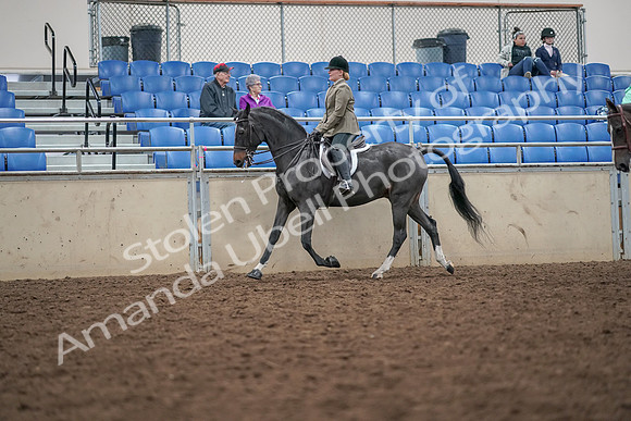 2019 Morgan Horse Show - Aug 30, 2019 - 20053