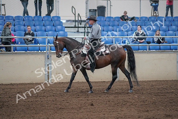 2019 Morgan Horse Show - Sept 01, 2019 - 06799