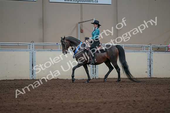 2019 Morgan Horse Show - Sept 01, 2019 - 07302