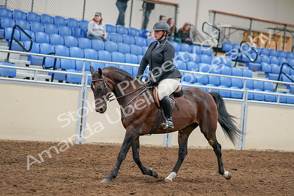 2020 - AB Morgan Horse - Sat, Sept 05 - 14462