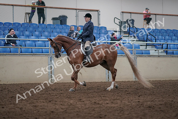 2019 Morgan Horse Show - Sept 01, 2019 - 08525