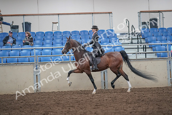 2019 Morgan Horse Show - Aug 31, 2019 - 08708