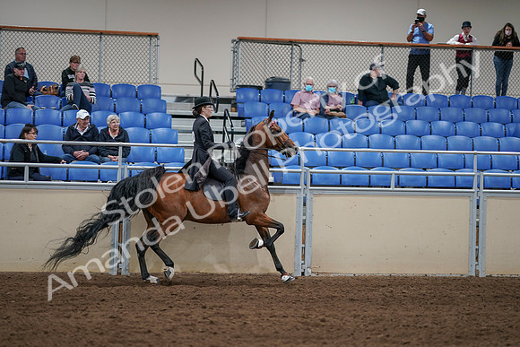 2020 - AB Morgan Horse - Sat, Sept 05 - 06818